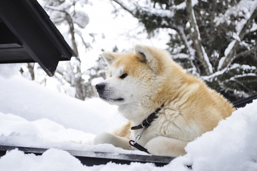 秋田犬の皮膚にフケが出る｜秋田犬にフケが出る皮膚病とおうちケアについて獣医師が解説！