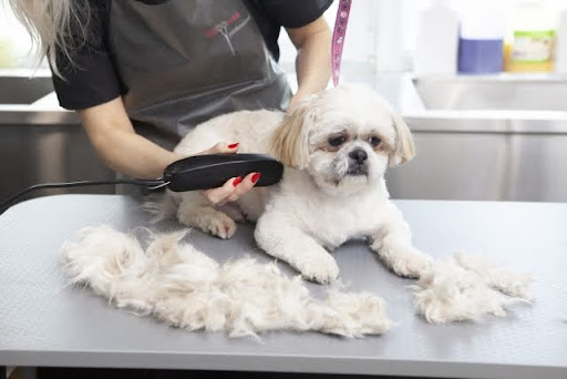 犬のサマーカットは本当に必要？｜サマーカットのデメリットを獣医師が解説