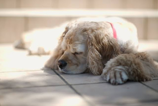 犬のマラセチアに薬剤耐性菌がいる？｜抗真菌剤に頼らないマラセチア対策を獣医師が解説！