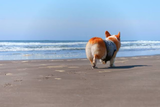 犬がお尻をかゆがる理由とは？｜犬のお尻のかゆみの原因と対策を獣医師が解説