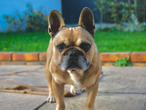 フレンチ・ブルドッグの皮膚がぼこぼこする｜フレンチブルの皮膚が腫れる原因を解説！