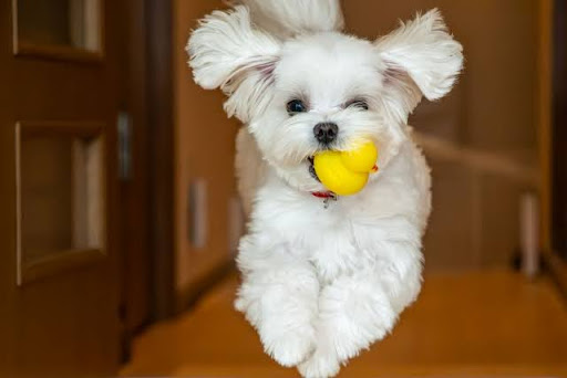 マルチーズは耳がかゆくなりやすい？｜マルチーズに多い皮膚病とおうちでのケアを獣医師が解説！