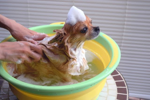 犬のシャンプーのやりすぎは逆効果？｜犬の正しいシャンプーを獣医師が解説