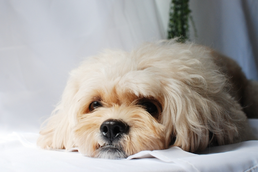 ストレスで起きる犬の皮膚病とは｜ストレスによって起きる皮膚病と対策について獣医師が解説！