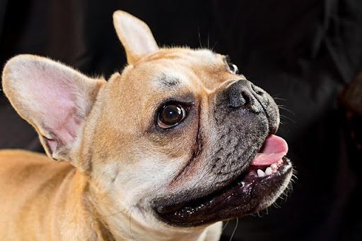 犬の外耳炎の手術｜犬の外耳炎手術の術式と慢性化させないためのケアについて獣医師が解説！