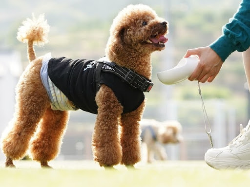 スキンケアで犬の皮膚の健康をサポート！｜FINAL ANSWER製品の活用法