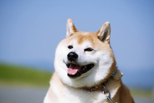 犬の皮膚がにおう？｜犬の皮膚のにおいがくさくなる原因とは？獣医師が解説！