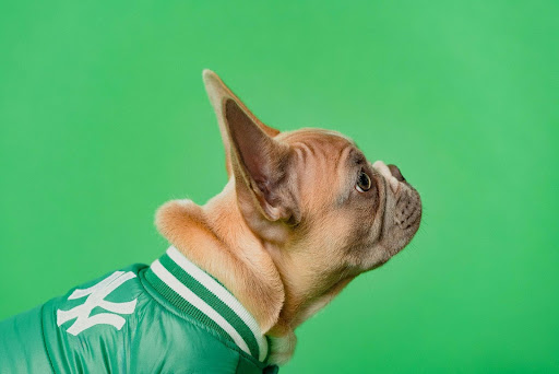 犬の外耳炎にはエリスリトールが有効？｜繰り返す犬の外耳炎を予防するエリスリトールの効果を獣医師が解説！