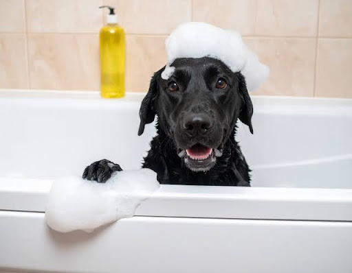 犬のマラセチア性皮膚炎にはクレンジングが大切？｜マラセチア対策に効果的なクレンジング成分とスキンケアを獣医師が解説！