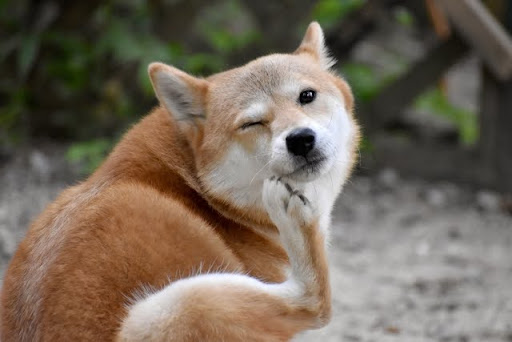 犬のかゆみ治療にロキベトマブは安全？｜ロキベトマブの犬への安全性について獣医師が解説！