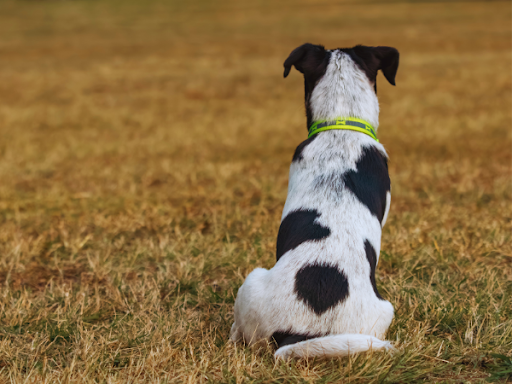 犬の背中にできる皮膚炎｜犬の背中に皮膚炎ができたときに考えられる病気を獣医師が解説！