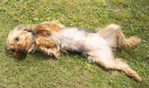 犬がお腹をずっとなめている！｜犬がお腹をなめる原因と対処法を獣医師が解説！