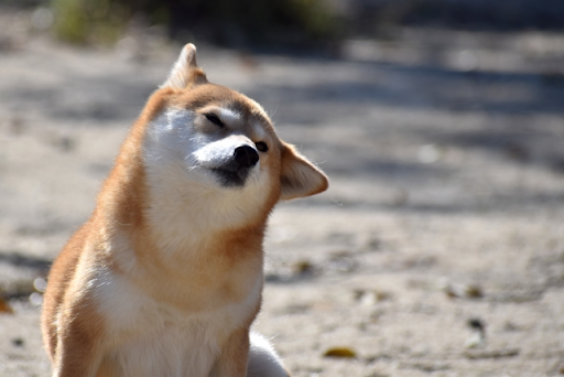 犬の外耳炎がなかなか治らない？｜ビデオオトスコープを使った検査と治療について獣医師が解説
