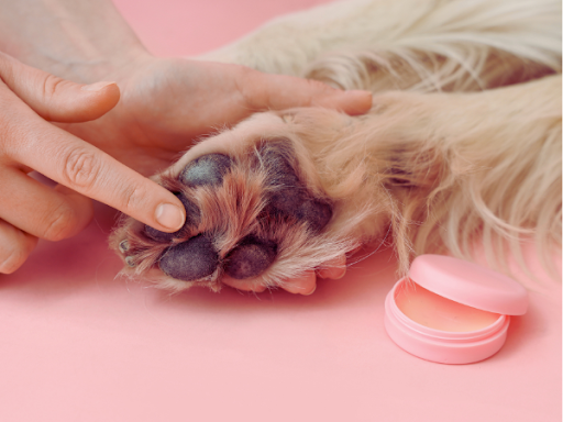 犬のかゆみにはステロイドの塗り薬？｜ステロイドの塗り薬の有効性と注意点について獣医師が解説！