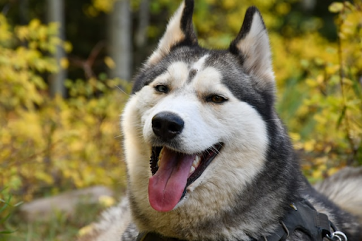 シベリアンハスキーの毛が抜ける？｜ハスキーに多い皮膚病とおうちケアについて獣医師が解説！