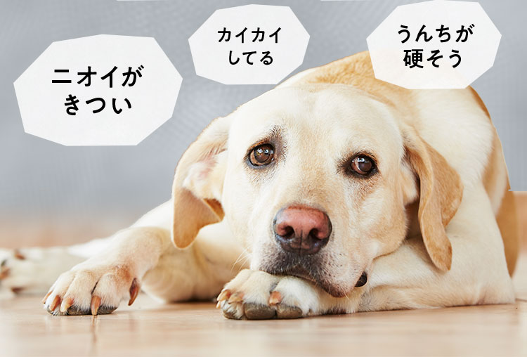 ニオイがきつい