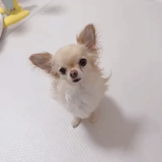 犬と商品が写っている動画