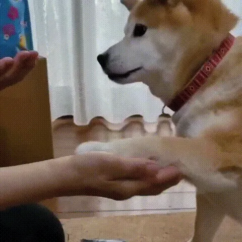 犬と商品が写っている動画