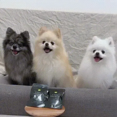 犬と商品が写っている動画