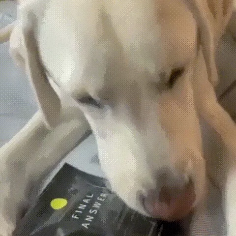 犬と商品が写っている動画