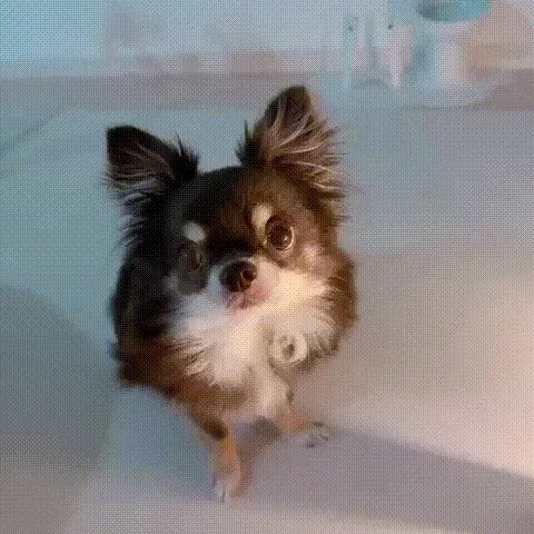 犬と商品が写っている動画