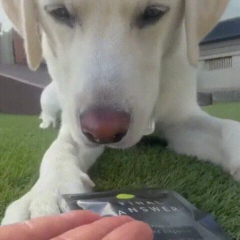 犬と商品が写っている動画