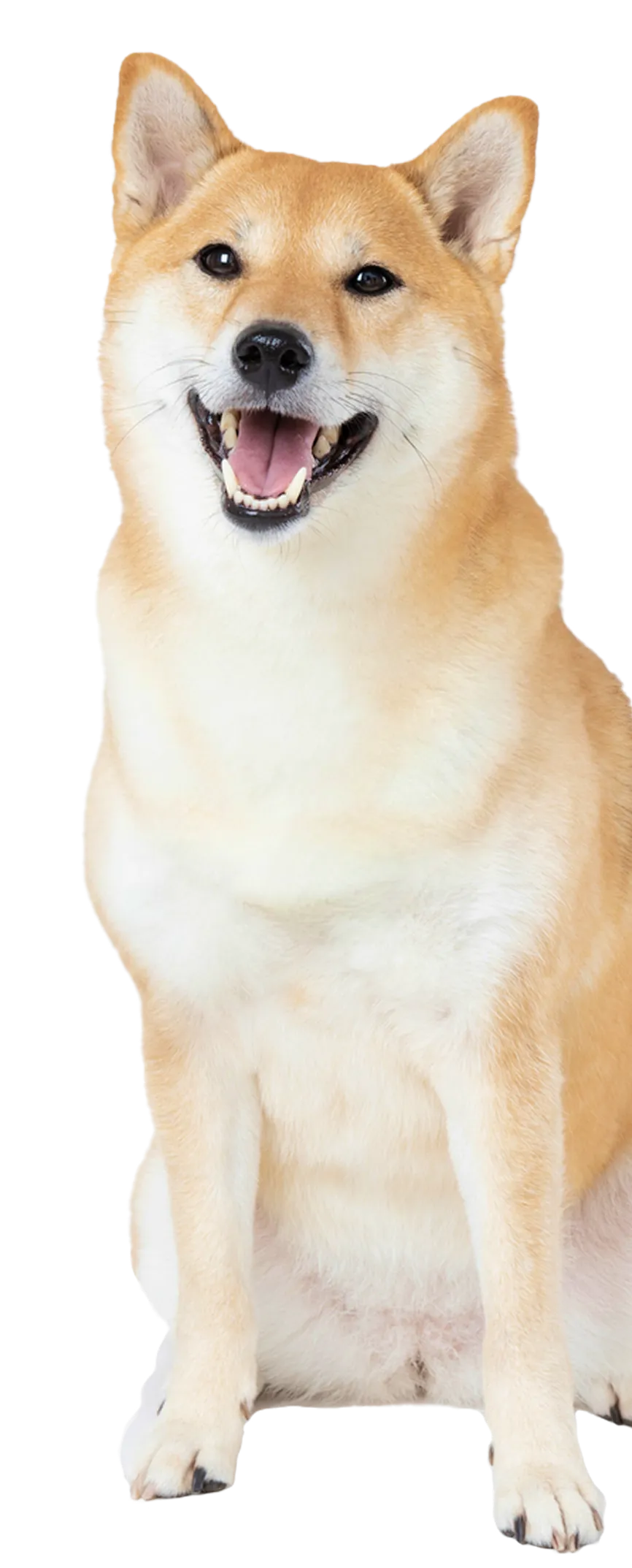 犬用腸活サプリ