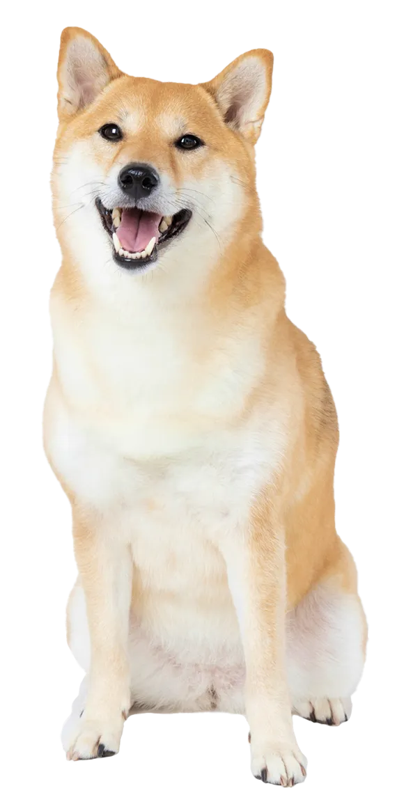 犬用腸活サプリ