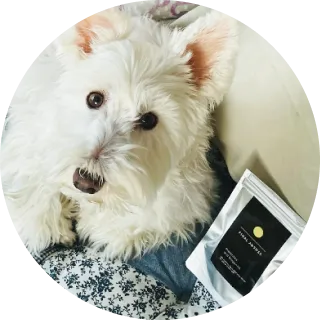 犬と商品が写っている画像