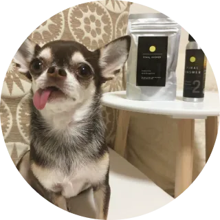 犬と商品が写っている画像