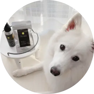 犬と商品が写っている画像