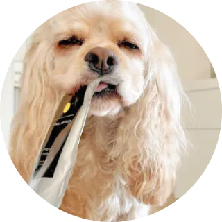 犬と商品が写っている画像