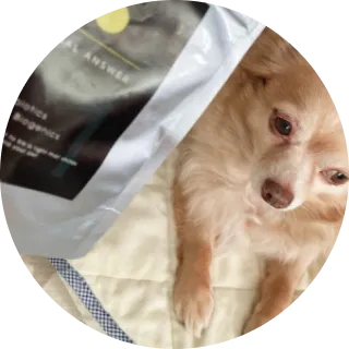 犬と商品が写っている画像
