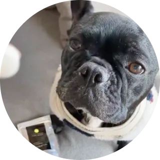 犬と商品が写っている画像