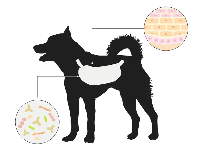 犬の腸内環境を表した絵