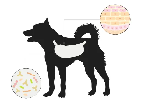 犬の腸内環境を表した絵