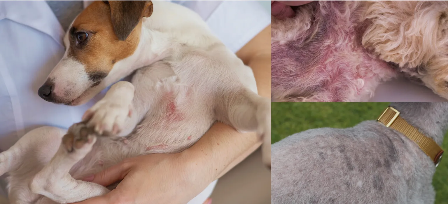 犬の皮膚トラブルの写真