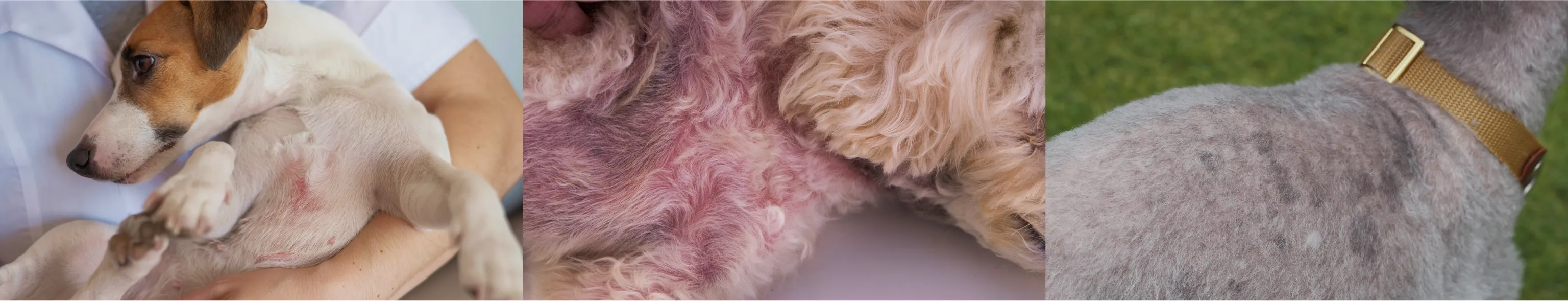 犬の皮膚トラブルの写真