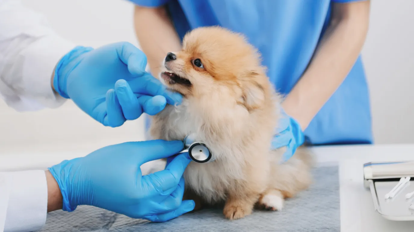犬の検査の画像