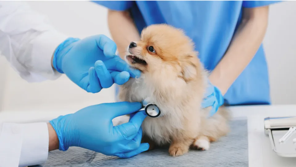 犬の検査の画像