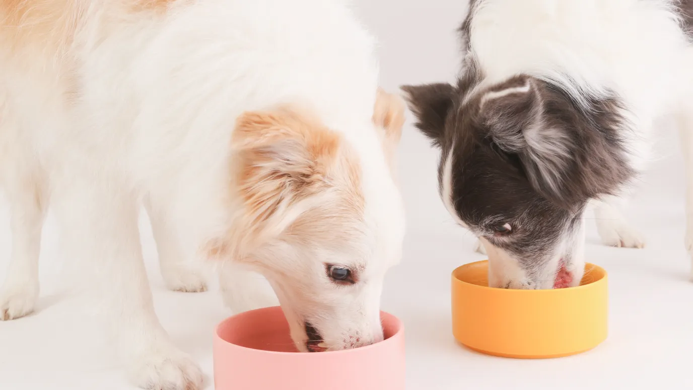 食事をしている犬の画像