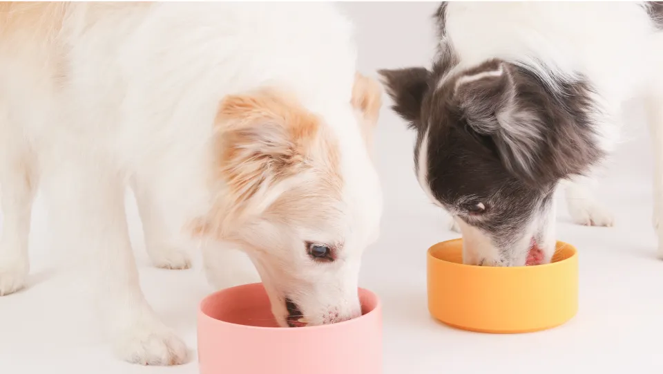 食事をしている犬の画像