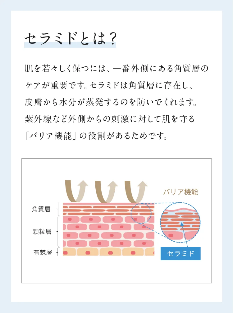 about-ceramide02