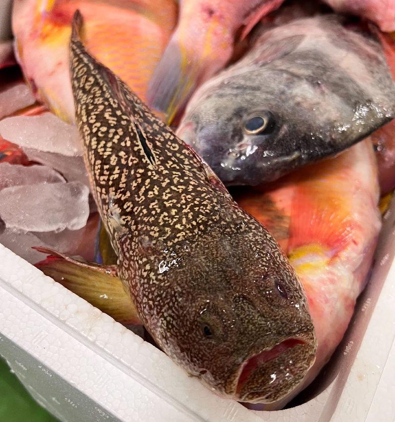 未利用魚の一覧：未利用魚の種類は？名前と未利用魚になる理由を解説