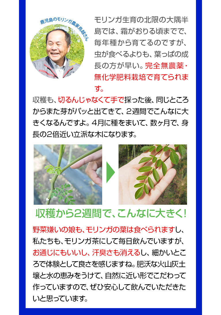 鹿児島のモリンガ農家鳥越さん