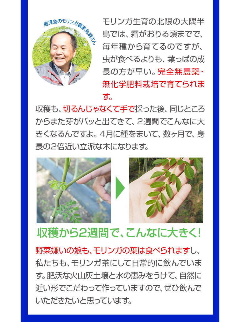 鹿児島のモリンガ農家鳥越さん