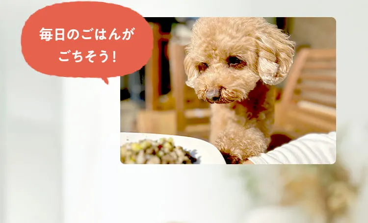 毎日のごはんがごちそう！