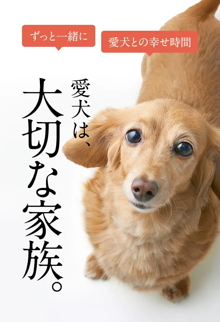 愛犬は大切な家族。