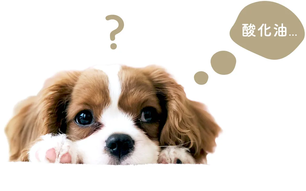 犬の健康トラブルイメージ