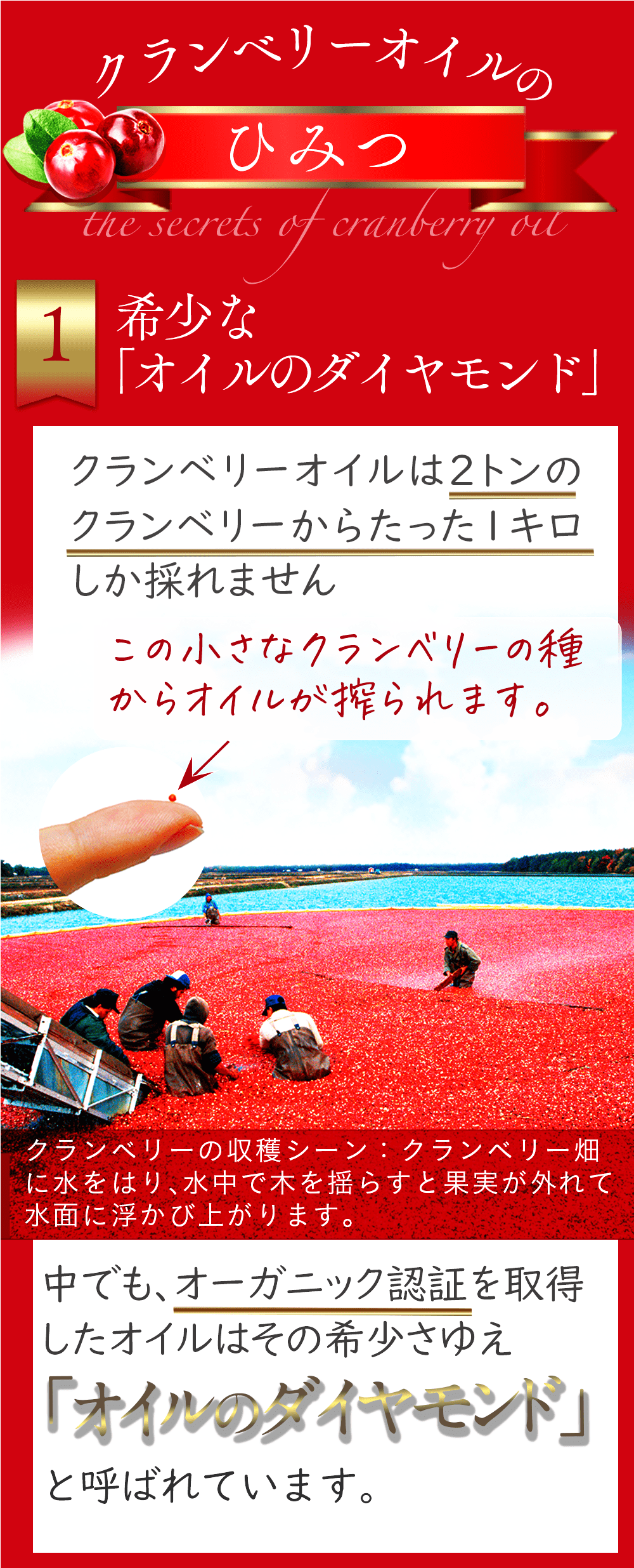 クランベリーの秘密